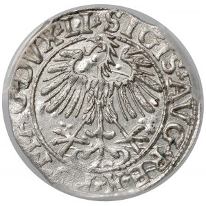 Zygmunt II August, Półgrosz Wilno 1557 - PCGS MS62