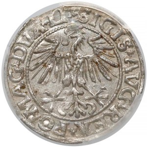 Zygmunt II August, Półgrosz Wilno 1549 - prosta - PCGS MS63