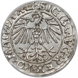 Zygmunt II August, Półgrosz Wilno 1548 - arabska - LI - PCGS MS64