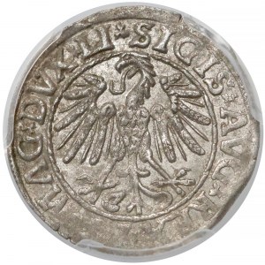 Zygmunt II August, Półgrosz Wilno 1547 - PCGS MS62