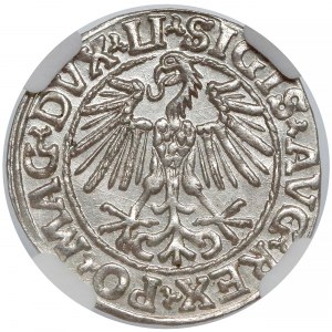 Zygmunt II August, Półgrosz Wilno 1548 - arabska - AVG/E - NGC MS63