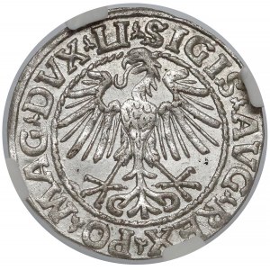 Zygmunt II August, Półgrosz Wilno 1548 - rzymska - NGC MS63