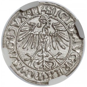 Zygmunt II August, Półgrosz Wilno 1549 - wygięta - NGC MS61