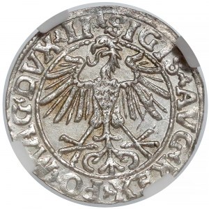 Zygmunt II August, Półgrosz Wilno 1550 - NGC MS62