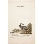 Johann Elias RIDINGER, TIERE