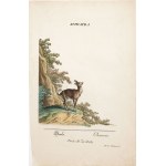 Johann Elias RIDINGER, ANIMALS