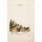 Johann Elias RIDINGER, ANIMALS