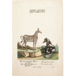 Johann Elias RIDINGER, ANIMALS