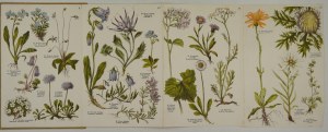 SMALL atlas of mountain plants. 57 color engravings on 12 plates. Warsaw 1925. m. Arct. 41, [1], plates 12 (leporello)....