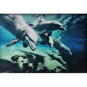 Agnieszka Wilk, Dolphins, 2020