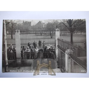 Bytom, Beuthen, Zoo, bears, ca. 1938