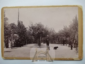 Łódź, Helenów, zdjęcie gabinetowe CDV, ok. 1900, aleja w parku, młode niedźwiedzie, zoo.