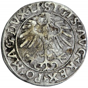 Litauen, Sigismund Augustus, Halbpfennig, 1556, m. Vilnius