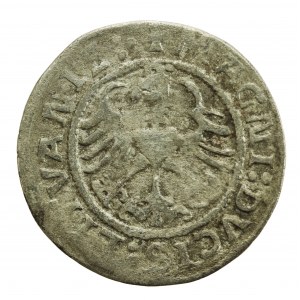 Zygmunt I Stary, Półgrosz 1522, Wilno (752)