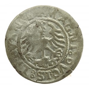 Zygmunt I Stary, Półgrosz 1523, Wilno (753)