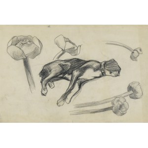 Stanisław KAMOCKI (1875-1944), Skice spiaceho psa a kvetinových púčikov