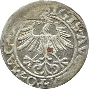 Zygmunt II August, półgrosz 1561, Wilno