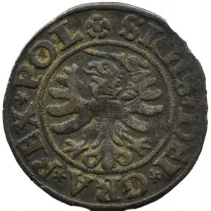 Zygmunt I Stary, szeląg 1530, Gdańsk