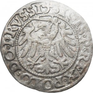 Zygmunt I Stary, szeląg 1538, Elbląg RZADSZY