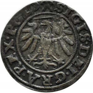 Zygmunt I Stary, szeląg 1539, Gdańsk