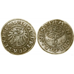 Polska, szeląg, 1539, Gdańsk