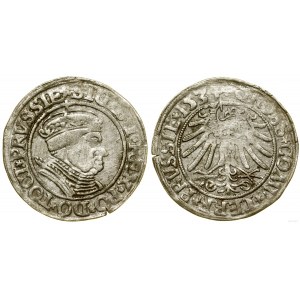 Polska, grosz, 1534, Toruń