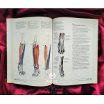 Przewodnik dla artystów: Anatomia człowieka. Anatomia zwierząt (komplet 2-tomowy) - Gottfried BAMMES