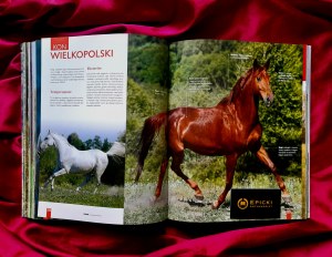 Horses. Origin, breeds, traits / comprehensive album