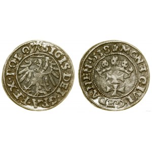 Polska, szeląg, 1538, Gdańsk