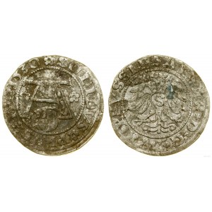 Prusy Książęce (1525-1657), szeląg, 1530, Królewiec