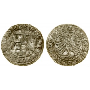 Prusy Książęce (1525-1657), szeląg, 1557, Królewiec