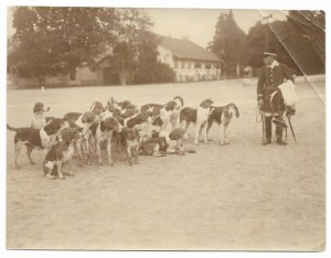 [Hunting at Potocki's in Antoniny - pack of dogs - situational photograph]. [early 20th century]. Photograph form. 11x14,...