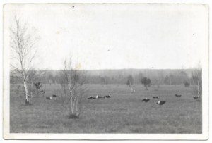 [ENVIRONNEMENT - tétras-lyre dans une clairière - photographie en situation]. [fin des années 1920/début des années 1930/début des années 1960/début des années 1970]. Formulaire de photographie....