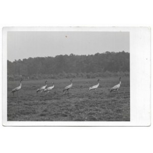 [PRZYRODA - czaple na polanie - fotografia sytuacyjna]. [l. 20./30. XX w./l. 60./70. XX w.]. Fotografia form....