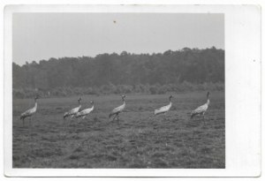 [ENVIRONMENT - herons in a clearing - situational photograph]. [late 1920s/early 1930s/early 1960s/early 1970s]. Photo form....