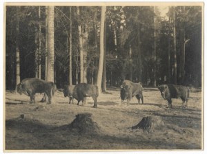 [PRZYRODA - żubry na polanie w lesie - fotografia sytuacyjna]. [l. 30. XX w.]. Fotografia form. 17,...