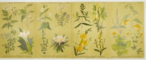 SCHUHMACHER H[ermann] - Fleurs d'été et d'automne. 162 gravures en couleurs sur 40 planches tendues. Espèces classées par...