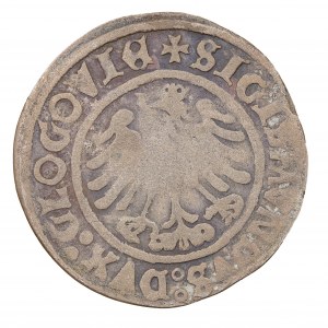 Grosz 1506 - Zygmunt Jagiellończyk Książę Głogowski (1498-1506)