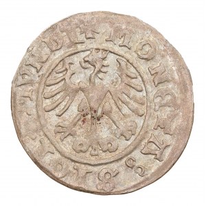 Kronen-Halbpfennig 1511 - Sigismund I. der Alte (1506-1548)