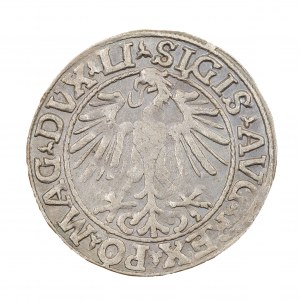Půlpenny 1548 - Litva - Zikmund II August (1544-1572)