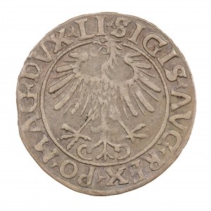 Halbpfennig 1556 - Litauen - Sigismund II. Augustus (1544-1572)