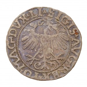 Půlpenny 1557 - Litva - Zikmund II August (1544-1572)