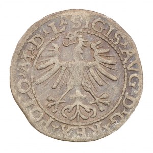Półgrosz 1564 - Litwa - Zygmunt II August (1544-1572)