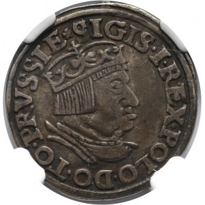 Zygmunt I Stary, trojak 1536, Gdańsk