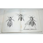 (PSZCZELARSTWO). GIRDWOJŃ Michał, Anatomia pszczoły.