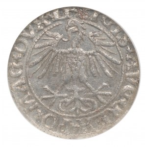 Sigismund II Augustus, Halfgroat 1550, Vilnius - NGC AU58