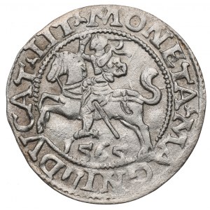 Sigismund II. Augustus, Halbpfennig 1565, Wilna - L/LIT