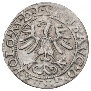 Sigismund II. Augustus, Halbpfennig 1565, Wilna - L/LIT