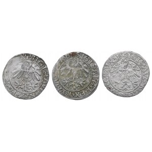 Sigismund II Augustus, Set of half-pennies 1558-62