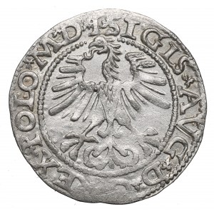 Sigismund II Augustus, Halfgroat 1564, Vilnius - L/LITV